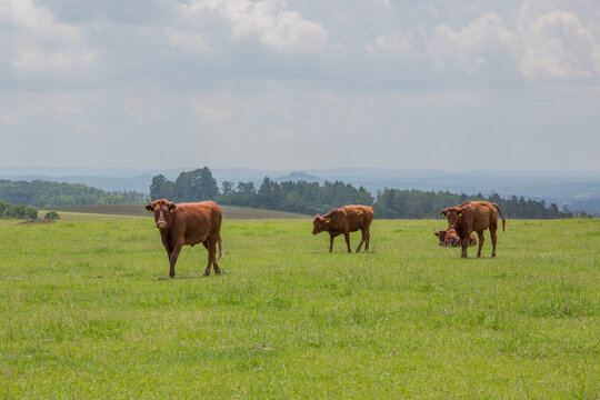 Rotes Hoehenvieh (German red cattle) on a pasture near Hildburghausen, Thueringen, Germany