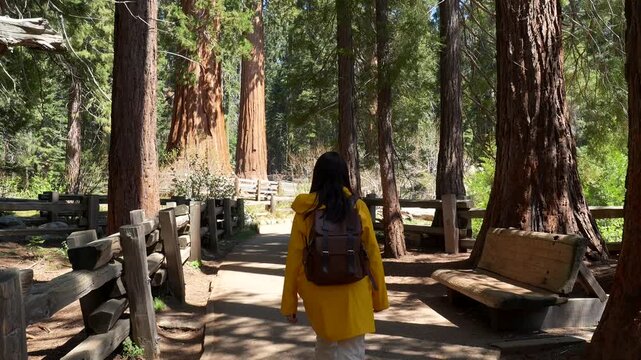 Happy young woman wearing a yellow raincoat and carrying a backpack walking on a trail among the giant redwood trees of sequoia national park in california on a beautiful sunny day