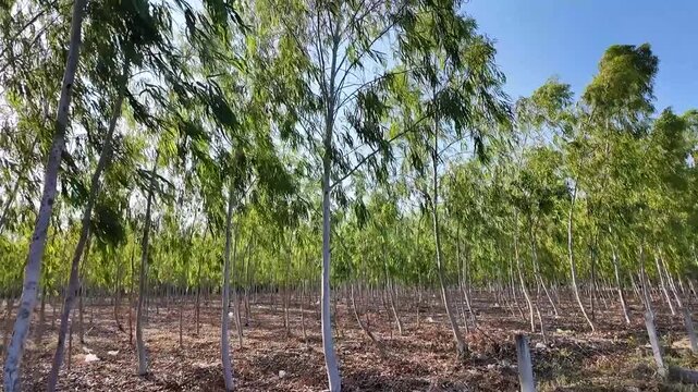 Rowing through rows of young eucalyptus trees at a plantation under a bright sunny sky in Thailand