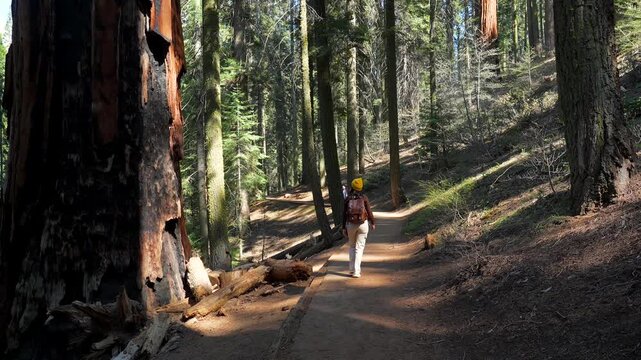 Happy female tourist with backpack walking on a trail through the giant ancient trees in sequoia national park, california, turning and smiling at the camera during a summer vacation