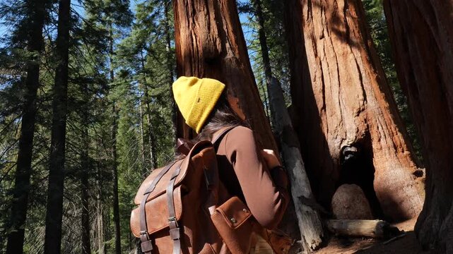 Young woman with a backpack hiking in a sunny forest, looking up in awe at the majestic giant sequoia trees of sequoia national park in california, representing travel and wonder