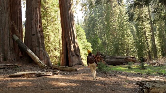 Young female traveler with a backpack exploring the majestic ancient redwood forest, walking along a scenic trail among the giant sequoia trees in california on a sunny summer day