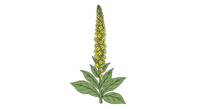 Tall mullein plant with a spike of bright yellow flowers and large green leaves at the base on a white background.