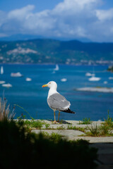 Naklejka premium Seagull standing on stone wall with Mediterranean sea and mountains in background, Porto Venere, Italy