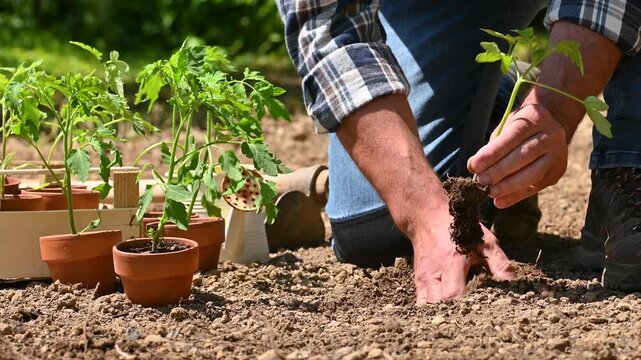 Close up of farmer's hands planting tomato seedling in soil in organic field. Garden work in spring. Traditional agriculture. Footage.