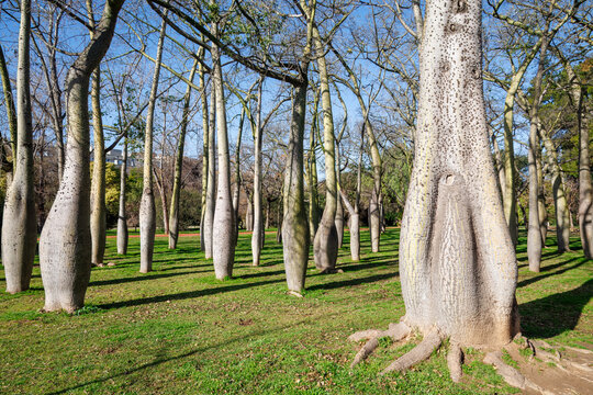 Bottle Trees in Valencia City Park