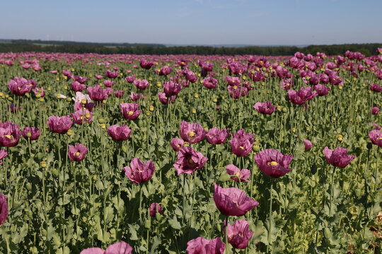 Field of red violett Poppy Flowers in Summer
