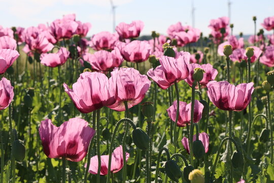 Field of red violett Poppy Flowers in Summer