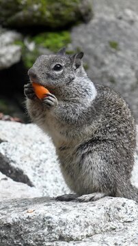 Adorable wild california ground squirrel sitting on a granite rock in yosemite national park, holding a piece of orange carrot with its paws and hungrily eating in its natural mountain habitat