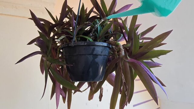 Watering Moses-in-the-Cradle Plant (Tradescantia spathacea) in a Pot