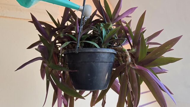 Watering Moses-in-the-Cradle Plant (Tradescantia spathacea) in a Pot