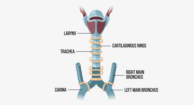 Anatomical diagram of the human respiratory system including trachea and larynx