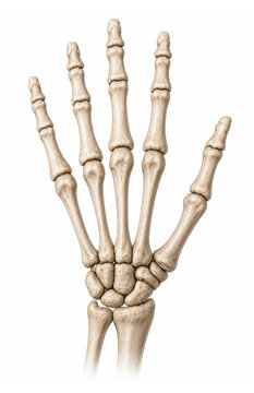 Human hand skeletal anatomy with wrist and finger bones