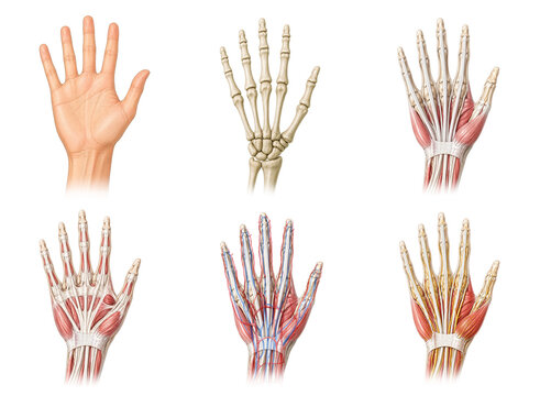 Human hand anatomy layers with muscular vascular and skeletal systems