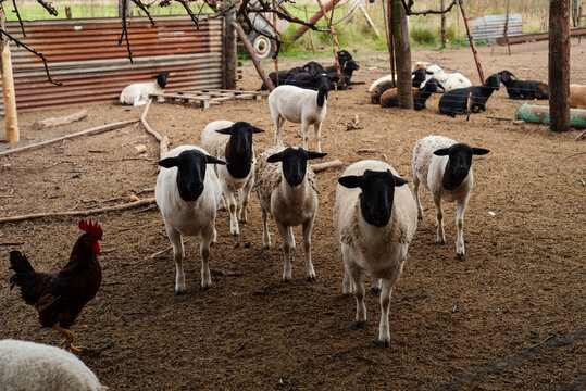 Group of Dorper Sheep with Black Heads and White Bodies Standing in a Farm Corral with a Rooster
