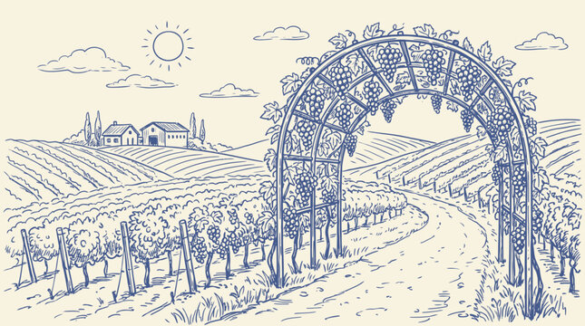 Artistic Vineyard Landscape Sketch Featuring Traditional Grape Arch and Scenic Winery Vista in Hand-Drawn Vector Illustration Style Capturing Rustic Rural Viticulture Charm