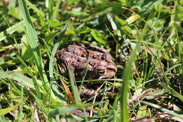 Fototapeta premium Toad
