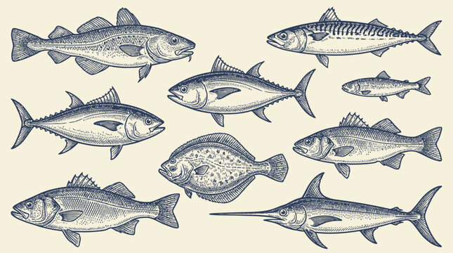 Vintage hand drawn aquatic animal collection featuring detailed engraving sketches of diverse sea fish, marine life, and saltwater species for gourmet restaurant menu design elements.