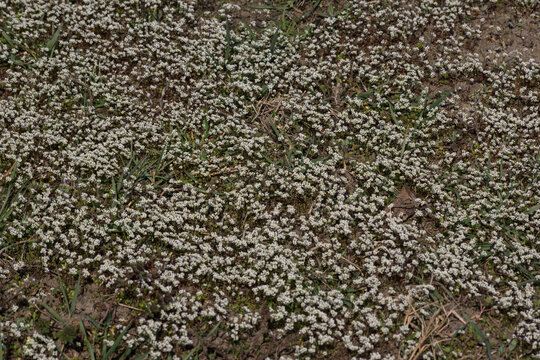 Spring mist flower (Erophyla verna).