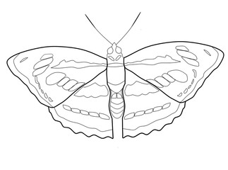 butterfly vector illustration © Riki