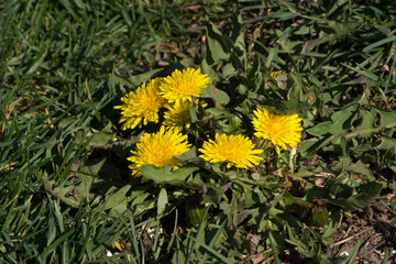 Dandelion  (Taraxacum officinale) © dadalia