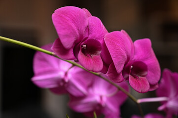 purple dendrobium orchid flowers close up, blooming magenta orchidaceous bouquet on a stem outdoors, macro shot of beautiful exotic violet blossoms with dark background