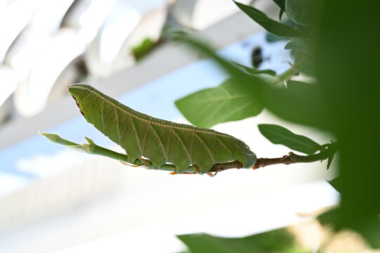 green caterpillar hanging on a leaf outdoors, close up of a large hornworm larva feeding on plants, hawk moth caterpillar camouflage in green foliage of a garden vine