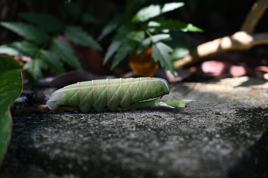 green caterpillar crawling on a stone outdoors, macro shot of a large hornworm larva in the garden, close up of a fat hawk moth caterpillar in natural environment, sphingidae