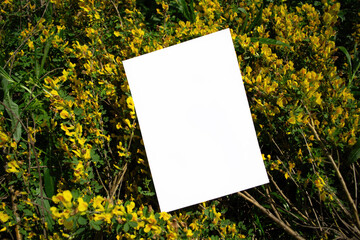 Mockup of a white A4 sheet of paper with yellow flowers of the flowering shrub Chamaecytisus, Cytisus - yellow flowers in spring. Poster, blank with space for text, design and presentation © LivaLife