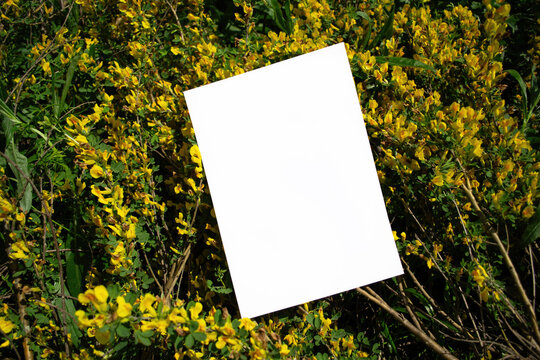 Mockup of a white A4 sheet of paper with yellow flowers of the flowering shrub Chamaecytisus, Cytisus - yellow flowers in spring. Poster, blank with space for text, design and presentation