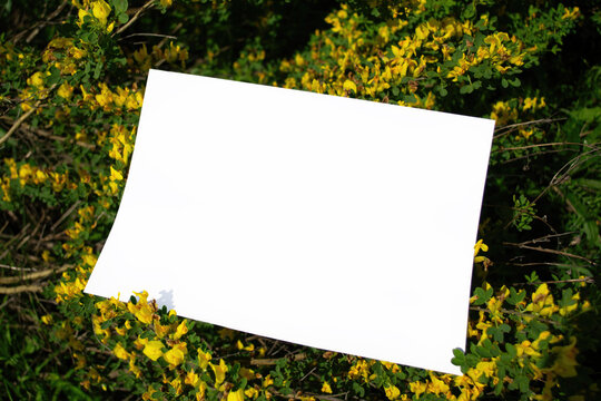 Mockup of a white A4 sheet of paper with yellow flowers of the flowering shrub Chamaecytisus, Cytisus - yellow flowers in spring. Poster, blank with space for text, design and presentation