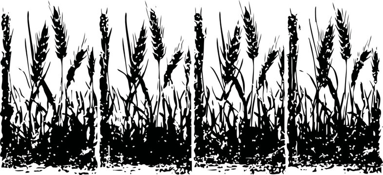 Silhouettes of wheat stalks with roots and grass, autumn harvest agriculture natural background