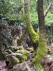 Fototapeta premium Exploring a forest path with moss-covered trees and rocks in the background