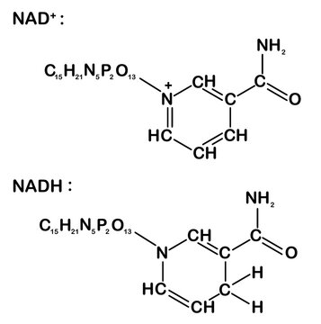 Molecular chemical structure of NAD+ and NADH