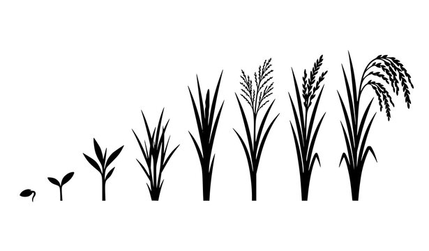 Rice Plant Life Cycle and Growth Stages Silhouette Graphic Charting Seed Sprout Germination to Mature Grain Harvest for Agricultural Education Visuals