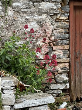 Flowers grow next to an old stone wall in a rural area during the day in summer with a weathered door nearby