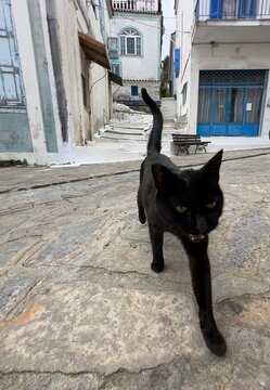 Black cat walks through a narrow street in a whitewashed village during the daytime