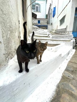Two cats walk along white stairs in a narrow alley during the day in a coastal town