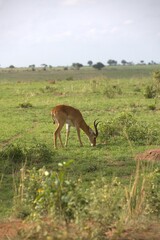 Naklejka premium Uganda kob (Kobus kob thomasi) on savanna plains, Murchison Falls National Park, Uganda, April 2026.