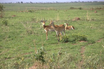 Fototapeta premium Uganda kob (Kobus kob thomasi) in savanna grassland, Murchison Falls National Park, Uganda, April 2026.
