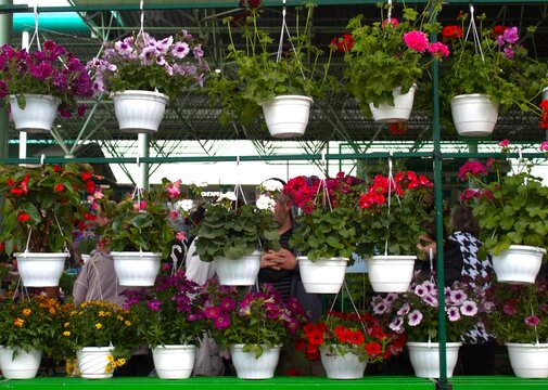 flowers in pots