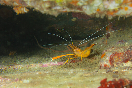 Golden Crypt: Mediterranean Boxer Shrimp (Stenopus spinosus) inside a dark reef cave, Spain