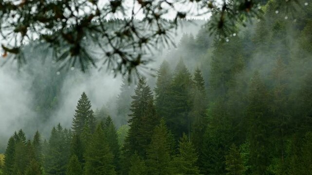 Hand shaking a pine branch to release water droplets with a scenic view of misty coniferous forest in the background during rain
