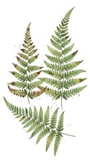 Obraz premium Detailed Illustration of Green Fern Leaves on White Background.