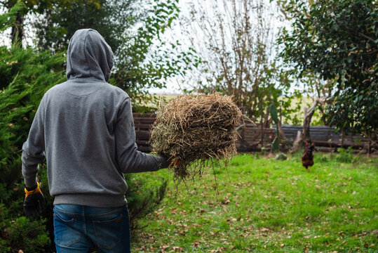 Farmer Carrying a Block of Dry Hay Flake to Feed Animals in a Backyard Farm