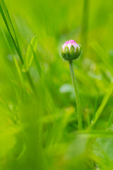 A tiny daisy bud (Bellis perennis) with white petals and pink tips in a meadow surrounded by bright green grass in the spring. A macro close-up taken from a low angle with selective focus. © ON-Photography