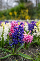 Fototapeta premium Keukenhof is a large park with immense tulip gardens, located between the towns of Lisse and Hillegom. The flowers of Holland (the Netherlands) are tulips, daffodils, and hyacinths.