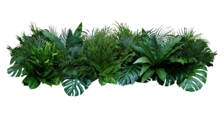Fotobehang Tropisch Plant leaves Green nature Tropical forest isolated on transparent background - png  © Design Zone