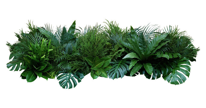 Plant leaves Green nature Tropical forest isolated on transparent background - png