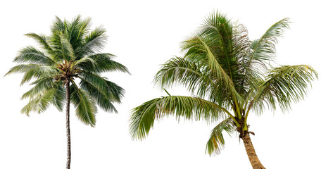 Coconut palm tree on transparency background © Design Zone